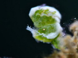 Green algae shrimp by Julian Hsu 